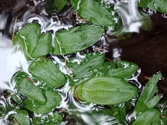 Potamogeton polygonifolius