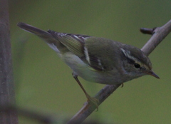 Phylloscopus inornatus