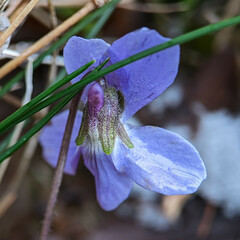 Viola hirta