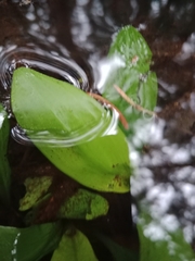Potamogeton polygonifolius
