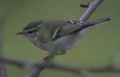 Phylloscopus inornatus