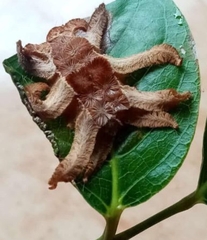 Phobetron hipparchia