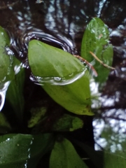 Potamogeton polygonifolius