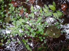 Potamogeton polygonifolius