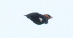 Gracula religiosa