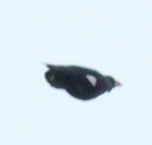 Gracula religiosa