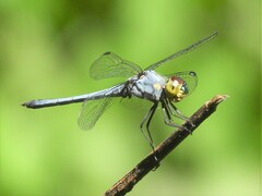 Chalcostephia flavifrons