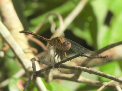 Trithemis arteriosa