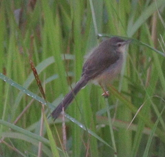 Prinia