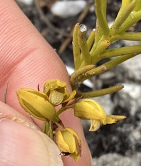 Eulophia ustulata