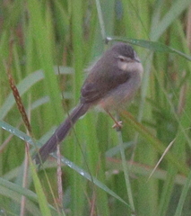 Prinia