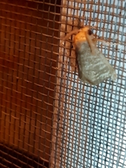 Euprosterna aroensis