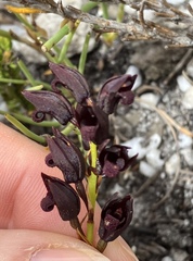 Eulophia ustulata