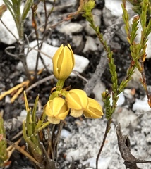 Eulophia ustulata