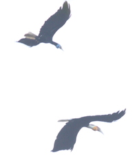 Rhyticeros undulatus