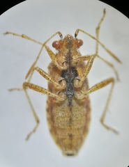 Rhopalus parumpunctatus