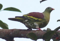 Treron curvirostra