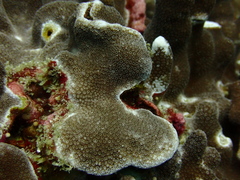Porites