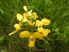 Eulophia speciosa