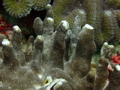 Porites