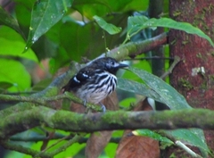Hylophylax punctulatus