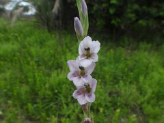 Gladiolus crassifolius