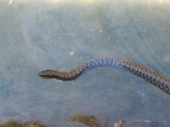 Dolichophis jugularis