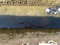 Dolichophis jugularis