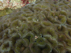 Lobophyllia