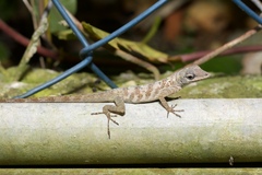 Anolis aeneus