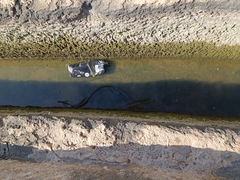 Dolichophis jugularis