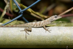 Anolis aeneus