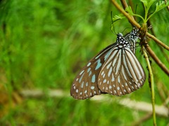 Ideopsis vulgaris