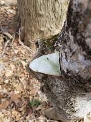 Pseudospongipellis unicolor