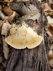 Pseudospongipellis unicolor