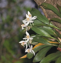 Coelogyne
