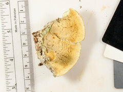 Pseudospongipellis unicolor