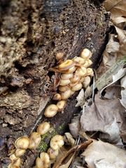 Mycena overholtsii