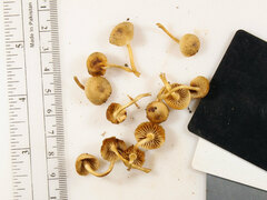 Mycena overholtsii
