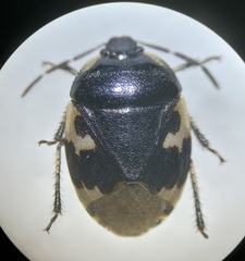 Tritomegas bicolor