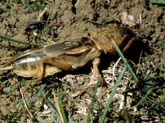 Gryllotalpa