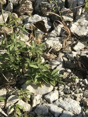 Nymphalidae