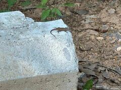 Sceloporus pyrocephalus