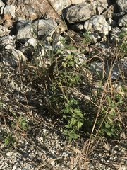 Nymphalidae