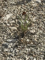 Nymphalidae