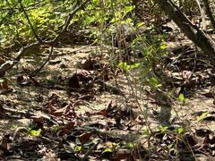 Aspidoscelis communis