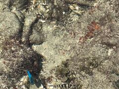 Microspathodon bairdii