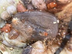 Ascidiella aspersa