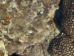 Microspathodon bairdii