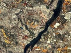 Microspathodon bairdii